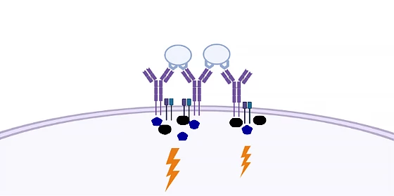 How B cells were thought to be activated