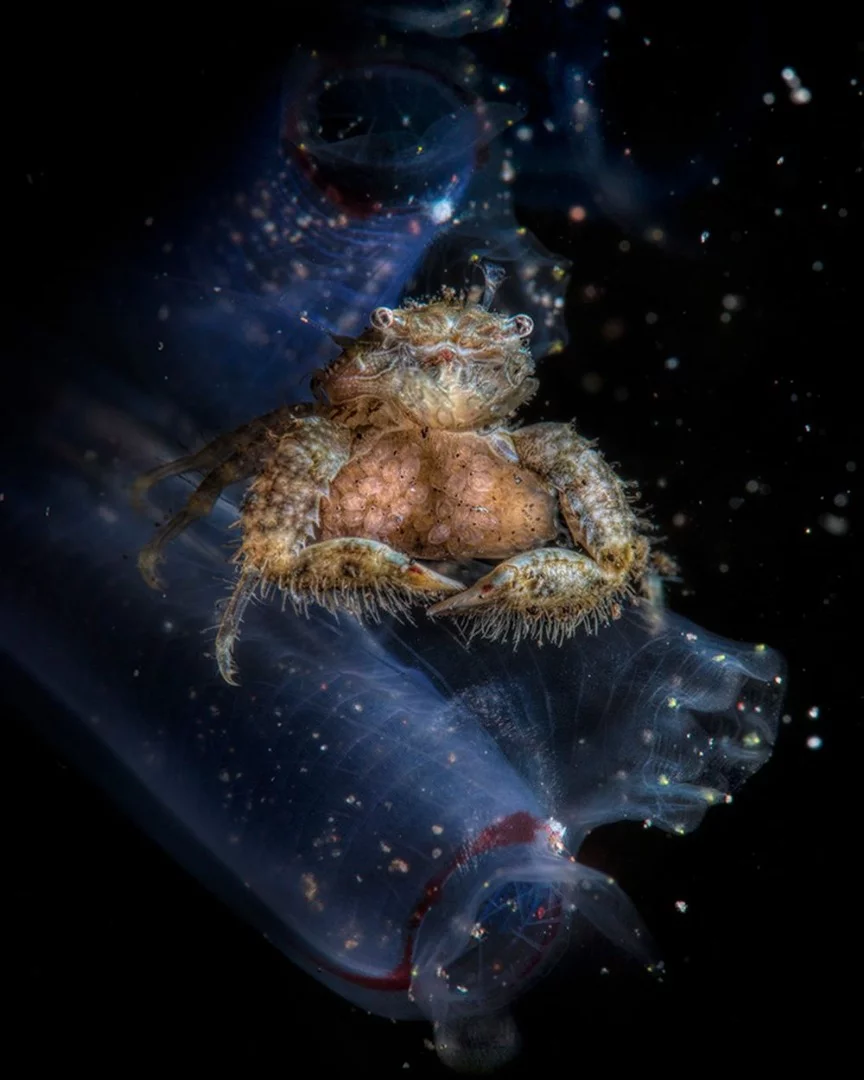 Honorable mention. A porcelain crab in front of a blue tunicate just moments before its eggs hatched.