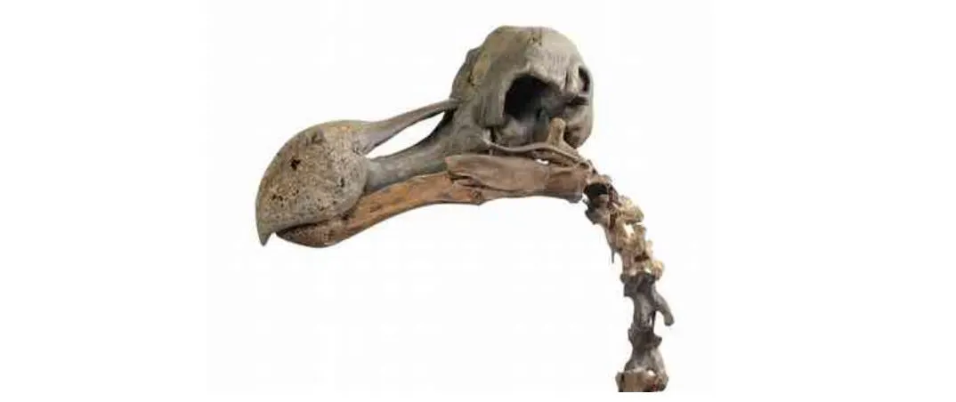 The dodo skeleton is the first to go on sale in almost a century