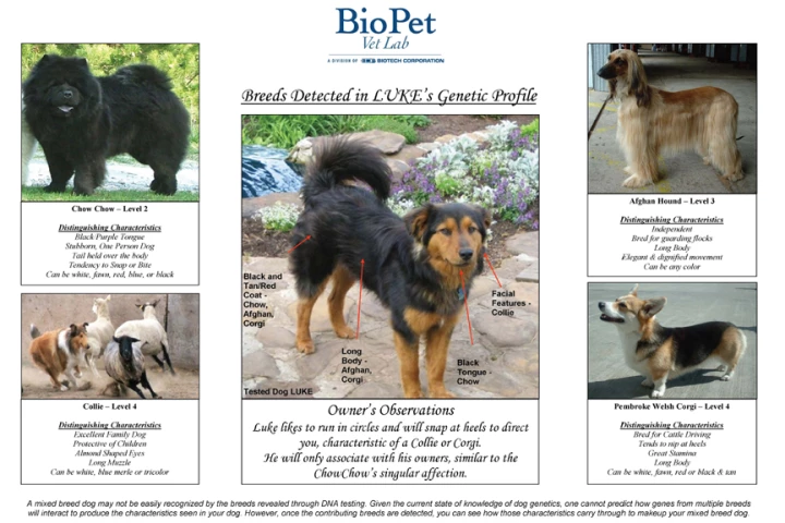 Sample of the DNA report