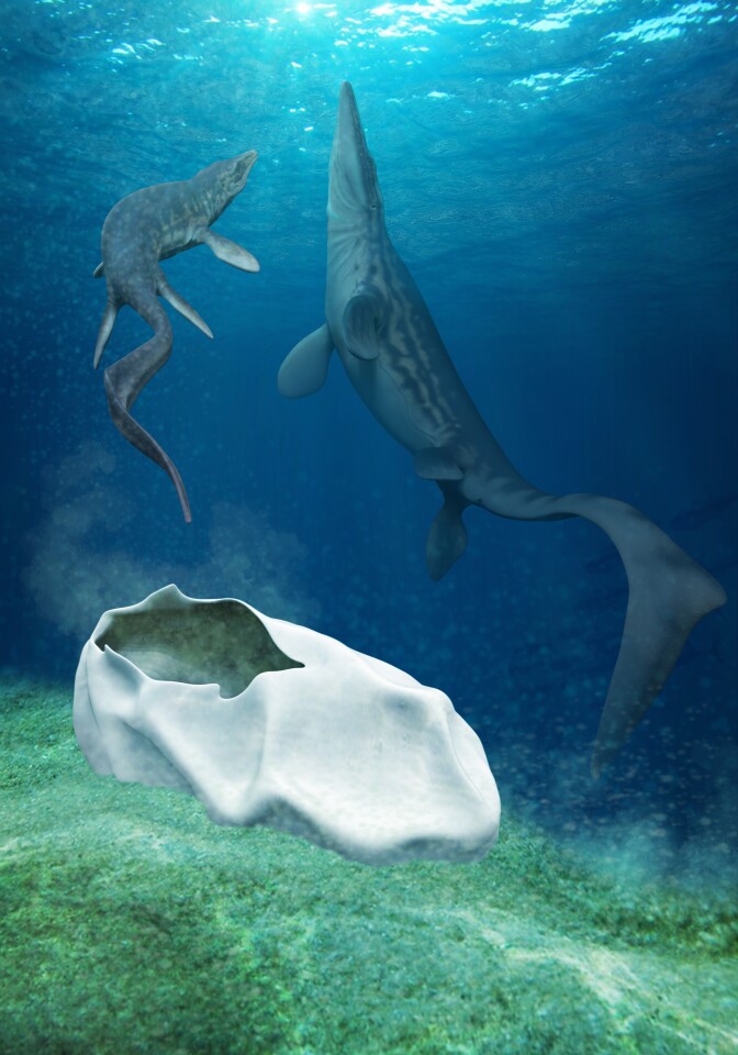 An artist's reconstruction of the giant soft-shelled egg, and the mosasaur that likely laid it