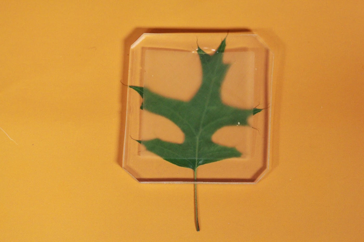 The researchers report that their three-inch (7.6 cm) block of wood had high transparency and also high haze