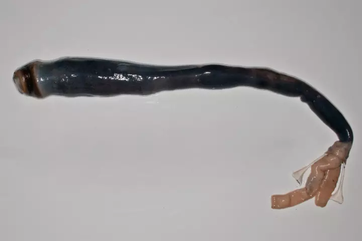 This is the first time that scientists have found live specimens of the mud-burrowing giant shipworm (removed from its shell in this picture), which thrives on a gas toxic to most living creatures