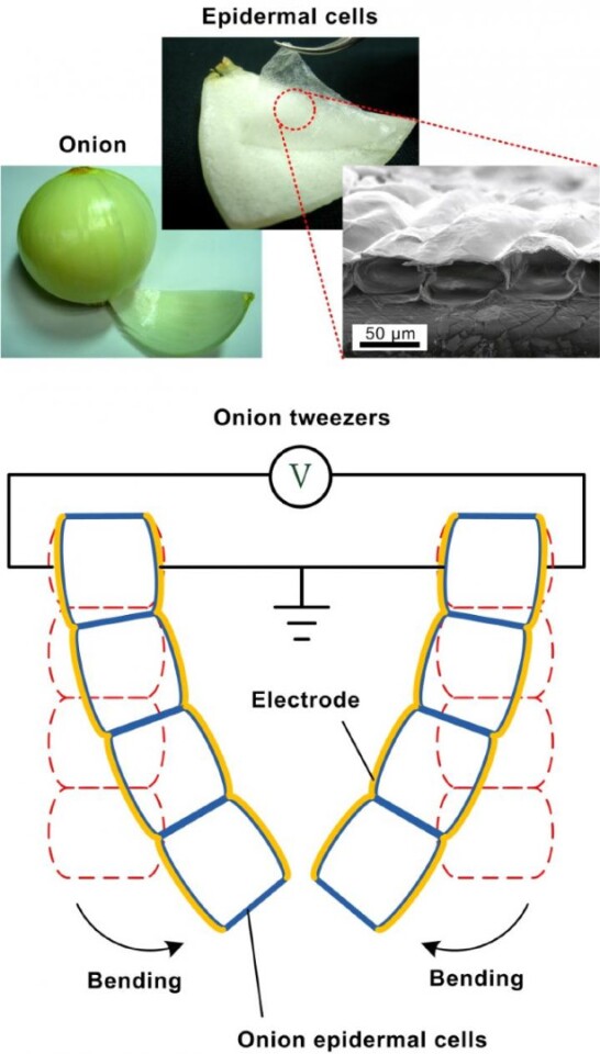 In order to demonstrate the technology, two of the artificial muscles were combined to form a pair of tweezers, which were used to pick up a cotton ball (Image: Shih Lab, National Taiwan University)
