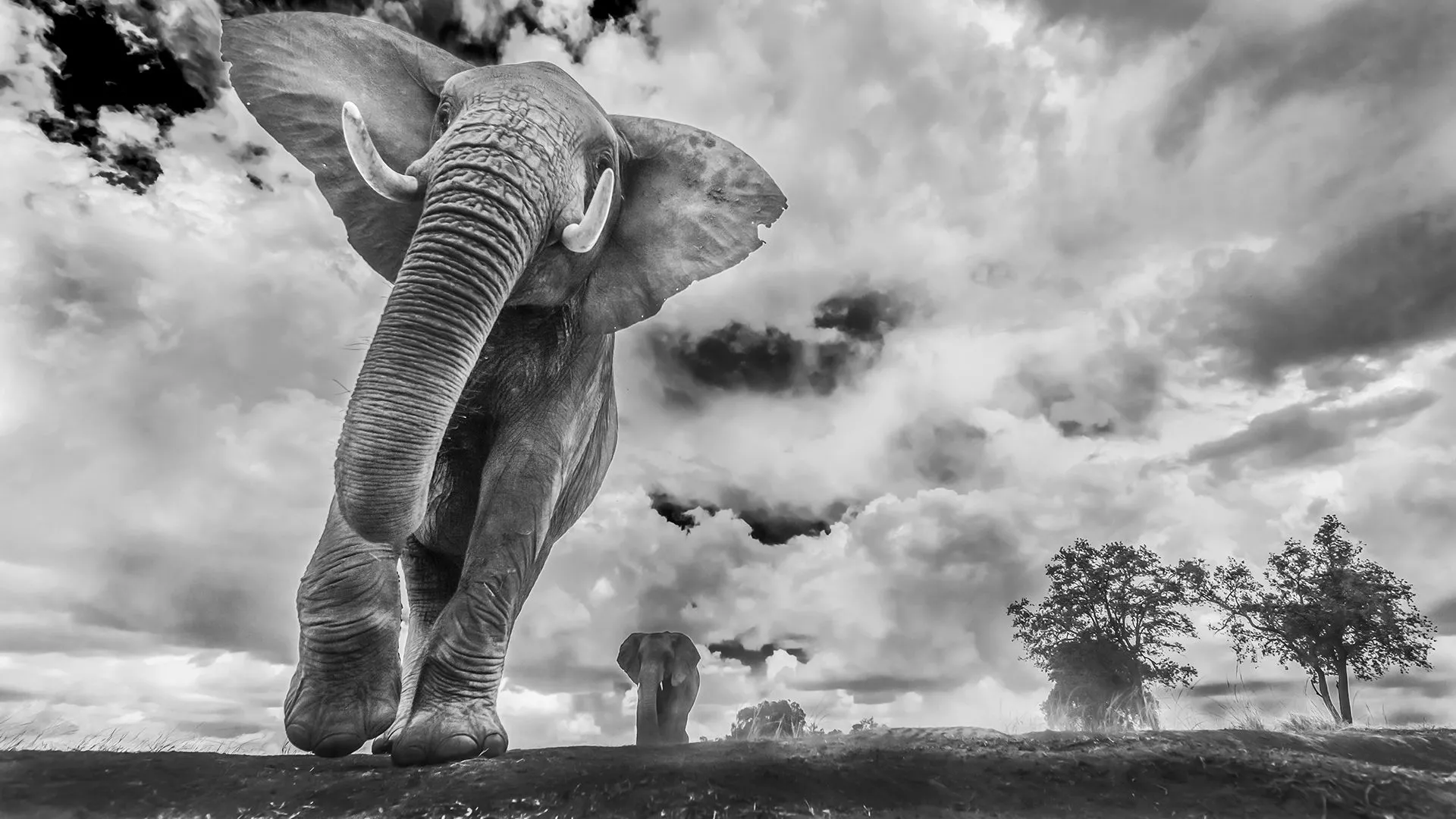 Remarkable Award in Animals in their Environment. This striking image is titled "It came to me in a dream"