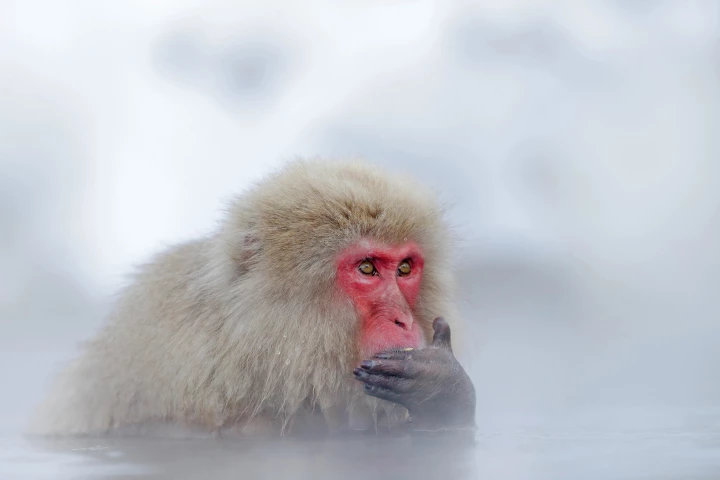 Arctic monkeys: Japanese macaques may be living in a climate more similar to their ancestors than previously thought