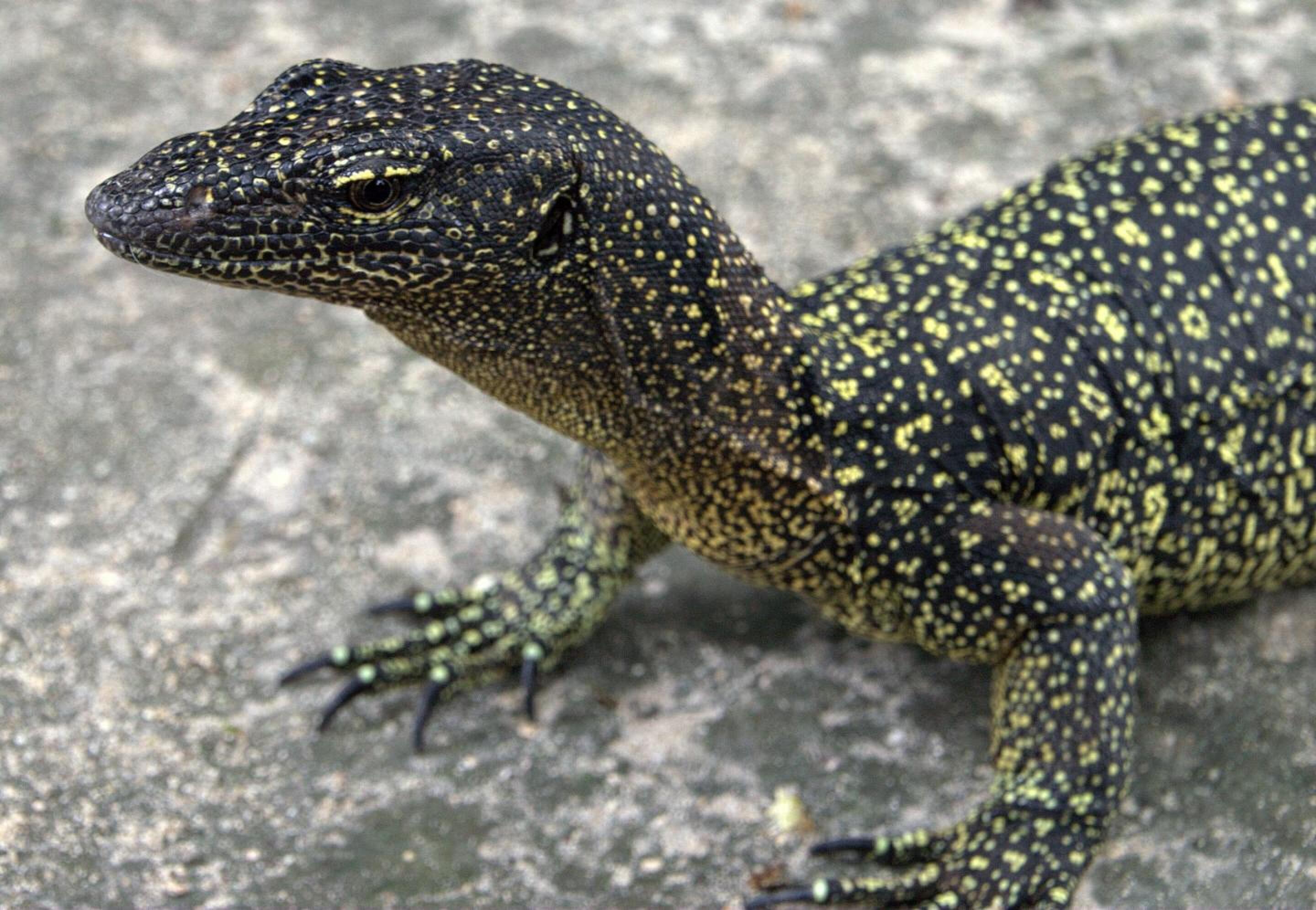 "Lost lizard" rediscovered on remote Pacific island