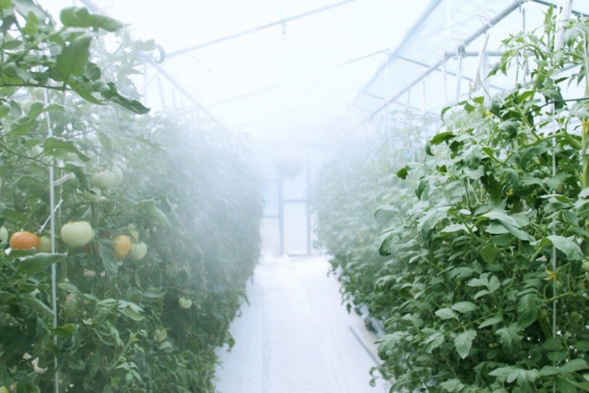 Tomatoes being grown inside the Asian Monsoon Plant Factory System