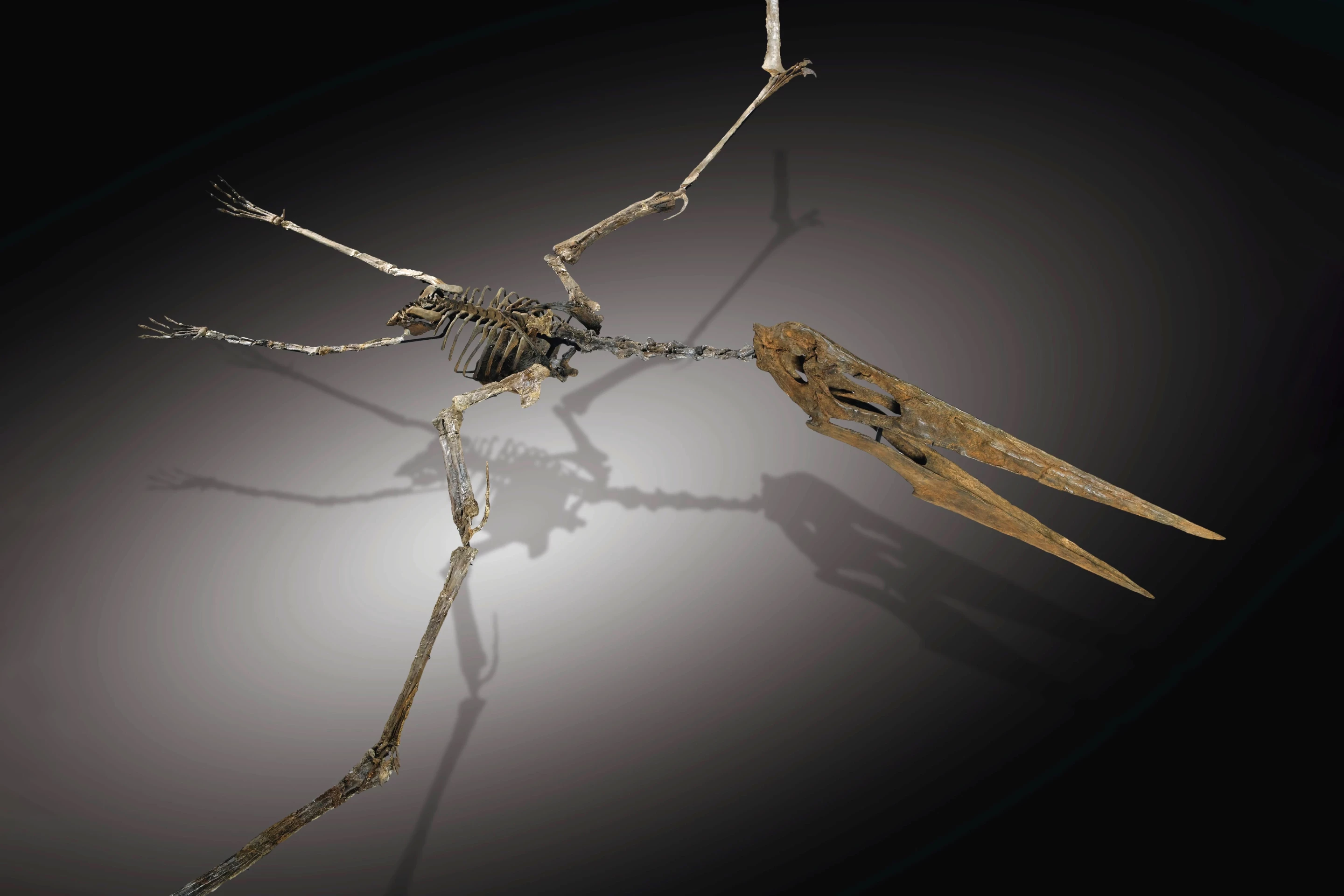 Sotheby's took two 85-million-year-old Pteranodon skeletons to auction in Paris in 2011, being a male and a female of the species. The pairing had previously been part of the Albert 1st Foundation of Monaco under the auspices of the Institute of Human Paleontology as part of the "Dinosaur Treasures" exhibition. Each skeleton had price guidance of EUR €180,000 to €250,000 (USD $250,000 to $350,000) but neither specimen sold.