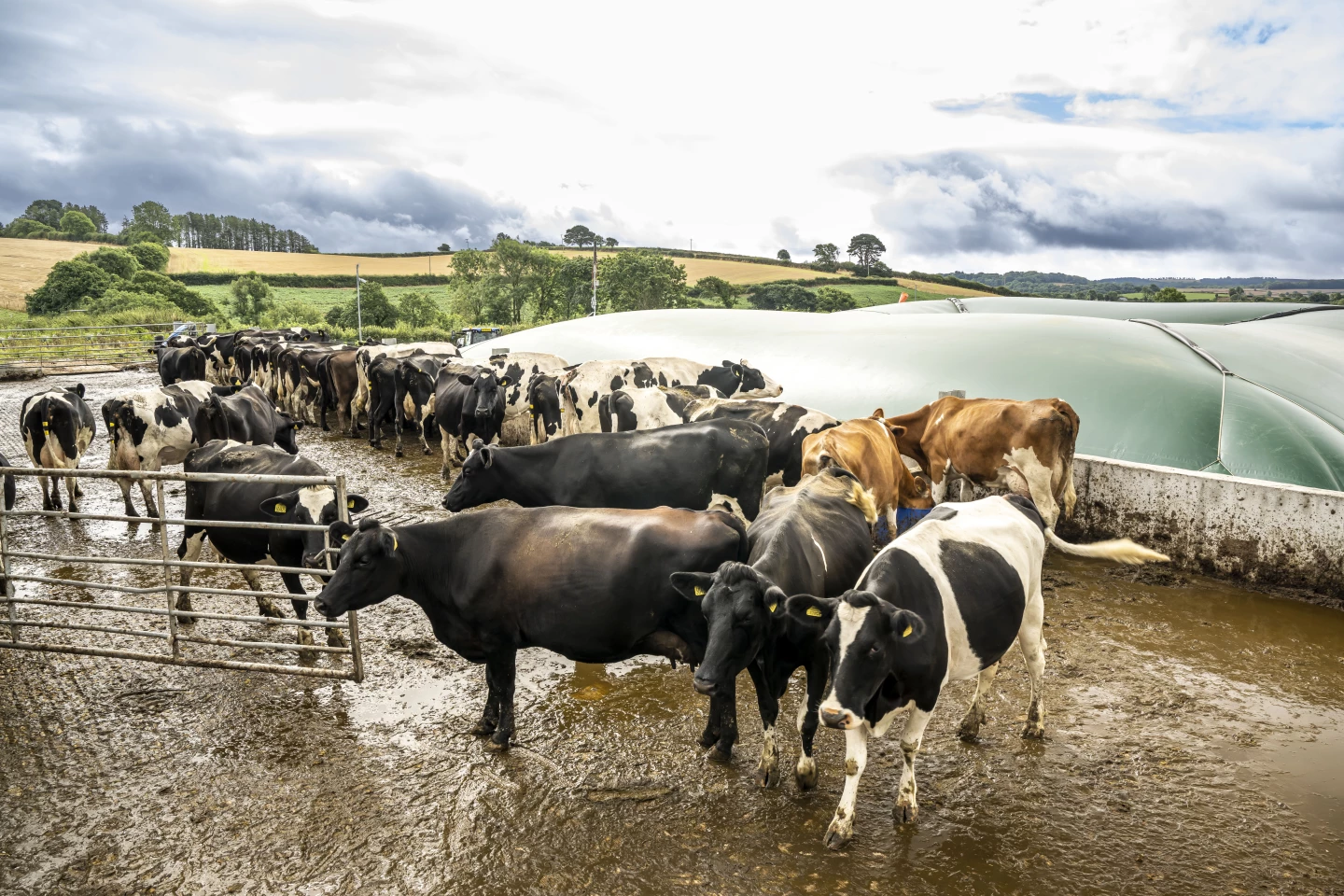 Cow manure is washed out as a slurry, and kept in covered lagoon tanks like the one on the right, where anaerobic digestion can turn it into biogas
