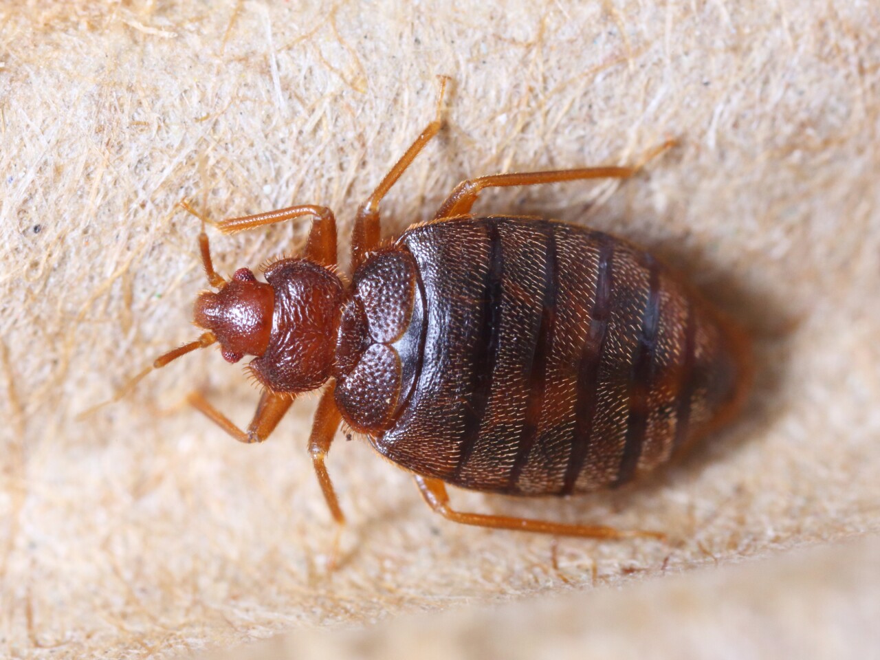 Bedbugs are attracted by the lure's blend of pheromones, histamine and airborne volatile compounds (Photo: Shutterstock)