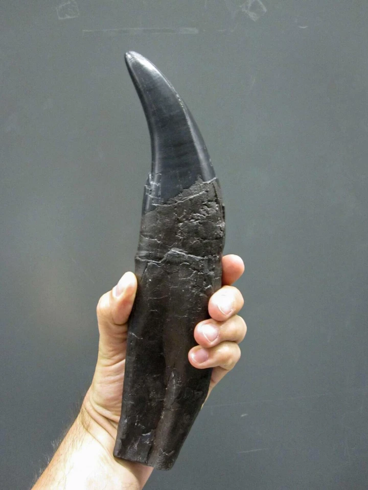 The tooth of a Tyrannosaurus rex – like the teeth analyzed in this study – found in Alberta, Canada