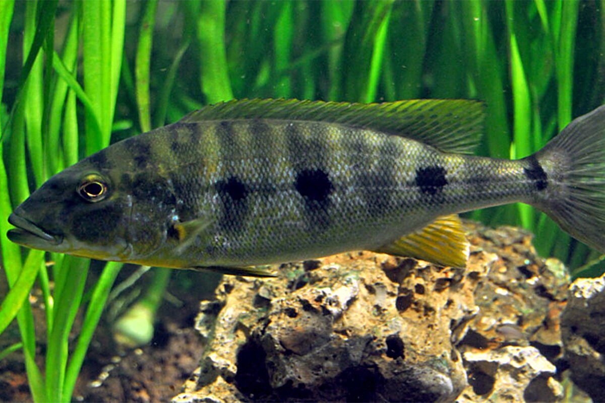 These fish know exactly when you're staring at their offspring