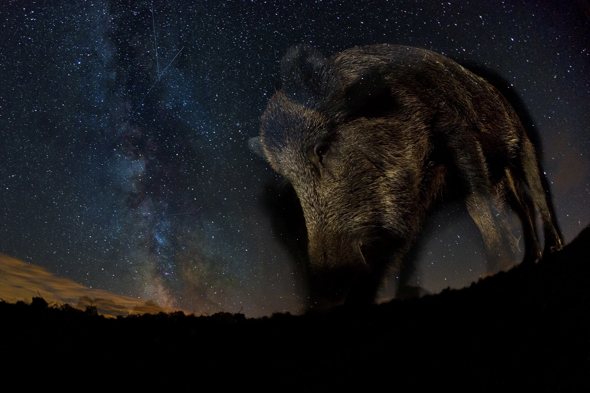 "Milky Way," winner of The Night Sky category in the 2023 Nature TTL Photographer of the Year Awards, captures an incredible close-up of a wild boar against the night sky using a remote camera