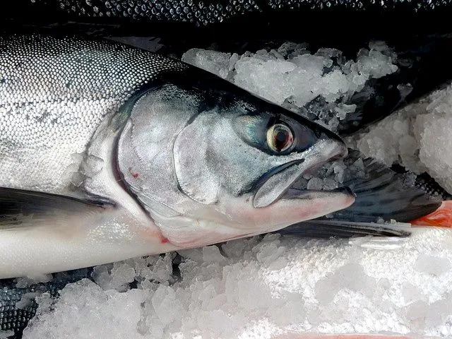 Scientists have created a rudimentary data storage device using salmon DNA (Photo: Isaac Wedin)