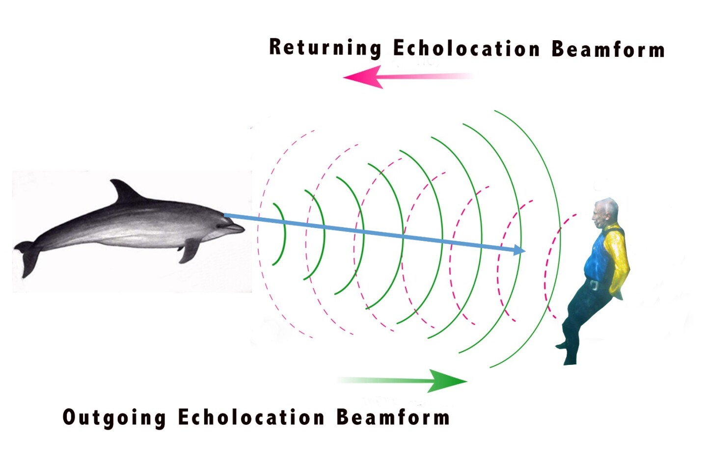 Deciphering dolphin echolocation researchers create eerie image of a