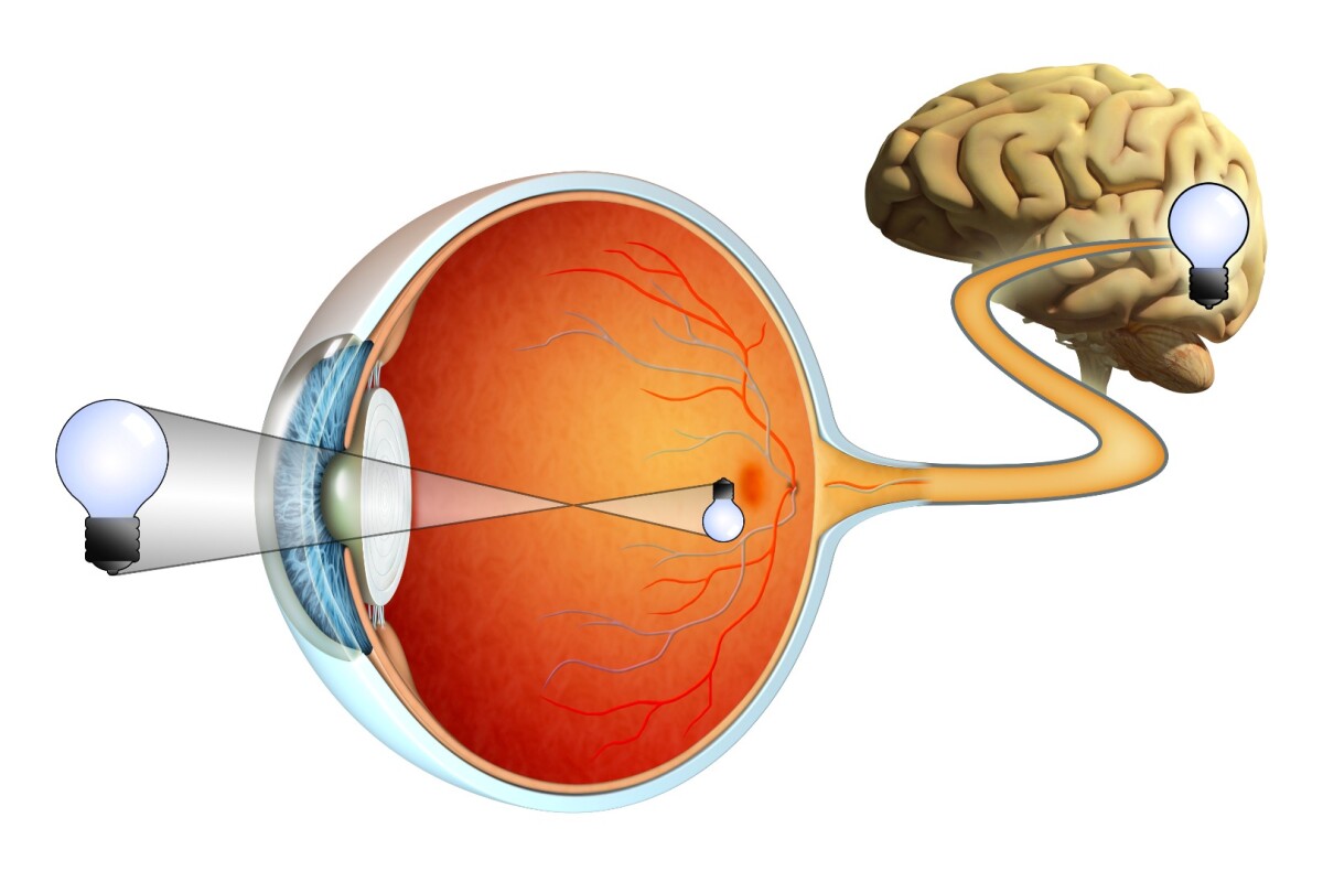 A diagram showing how the retina (orange) receives images and sends them to the brain