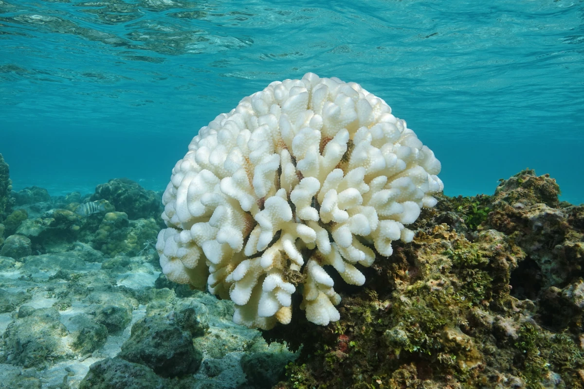 Coral bleaching occurs when abnormal sea conditions causes the departure of algae, that live in corals and give them nutrients and color
