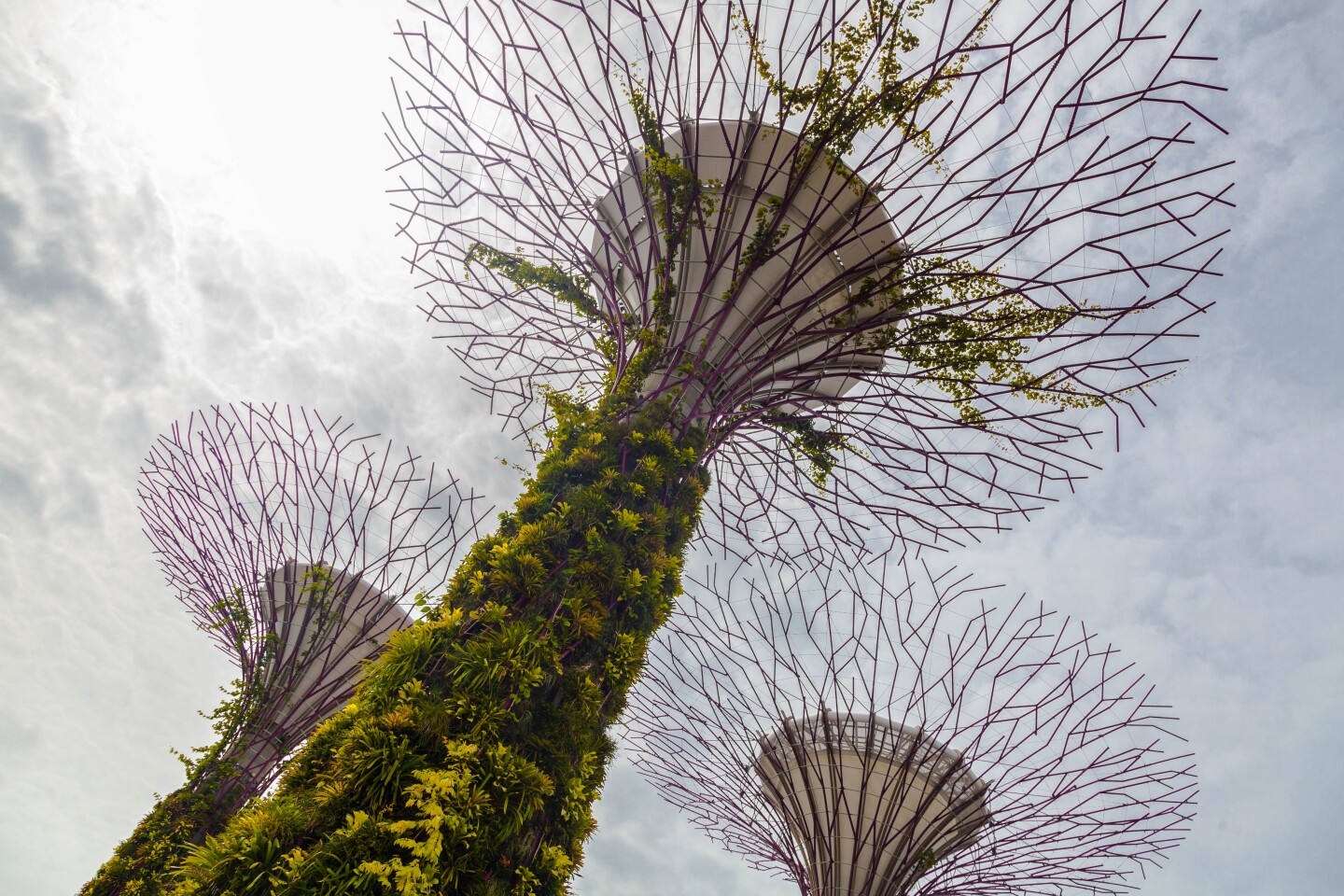 Gardens by the Bay – Supertrees (Photo: Loz Blain)