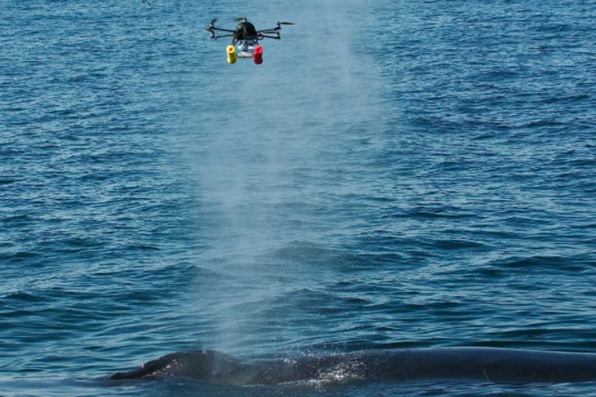 A hexacopter gets a full load of whale "blow"