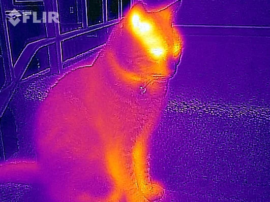 Your cat as seen with the FLIR ONE