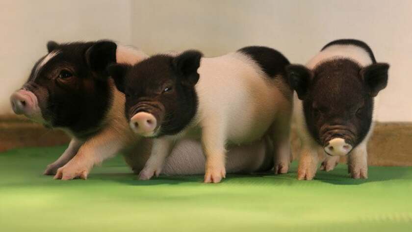 These healthy piglets have been genetically modified to be free of retroviruses, bringing us one step closer to achieving widespread animal/human organ transplants