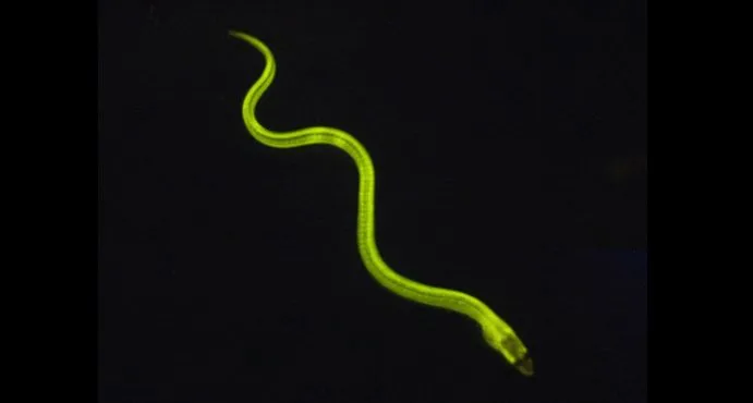 A glowing Japanese freshwater eel – it's more than just tasty
