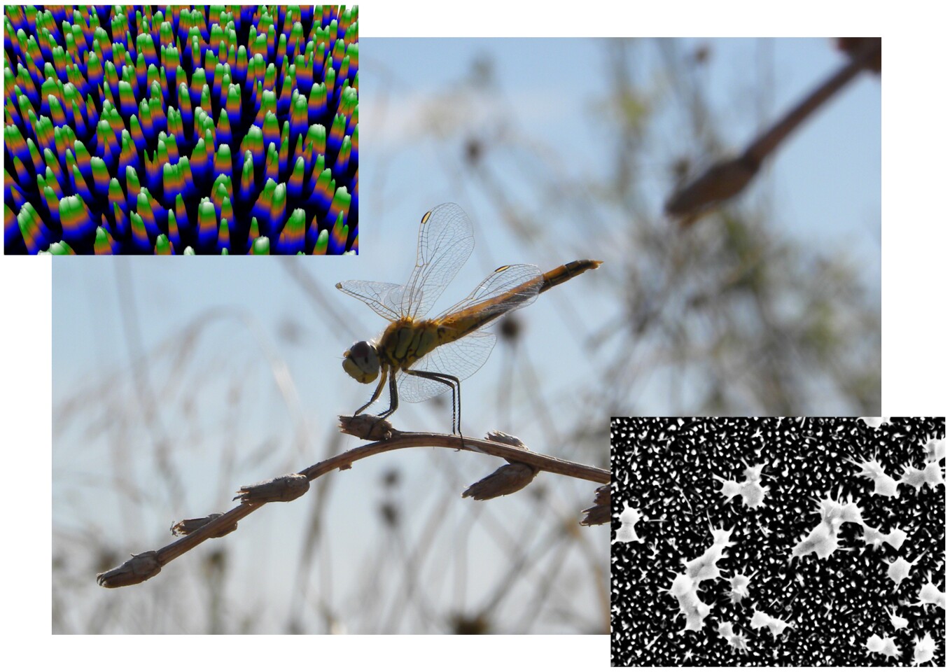 The surface structure of black silicon is similar to the surface of the wings of the Wandering Dragonfly
