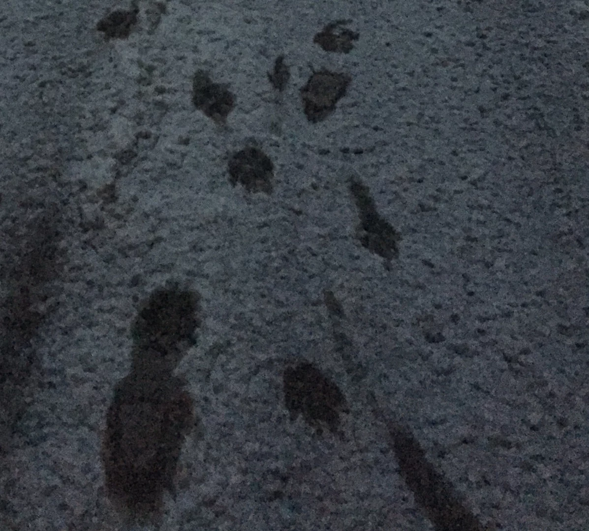 Gizmag tested the ICETrekker Diamond Grip shoe chains in a number of testing conditions, including frozen slush