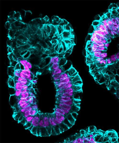 The artificial embryos arranged their cells into three layers, exhibiting a key developmental stage known as gastulation