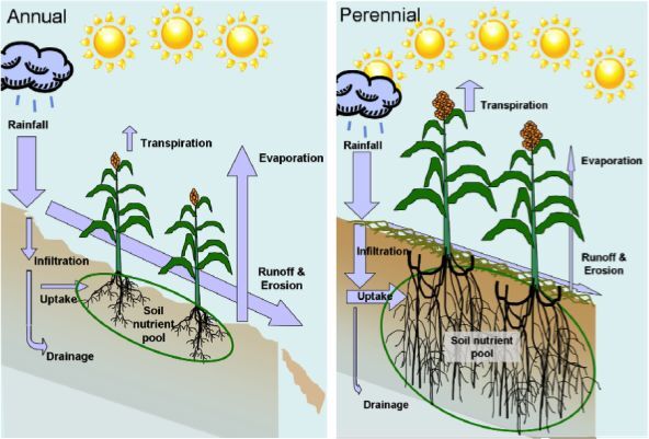 A diagram from the paper, illustrating the relative advantages of perennial grain crops