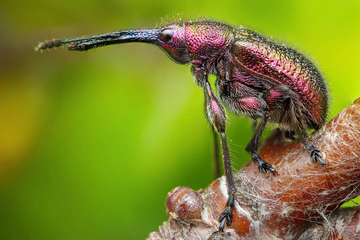 2nd Place, Big Nose. Myjava, Trenčín, Slovakia. "This tiny snout beetle is actually a ‘true’ weevil of the family Curculionidae. I located it at about 6am in the morning in Myjava when I shot in manual mode to gain three separate images. My intention was to focus stack them to improve depth of field and sharpness"
