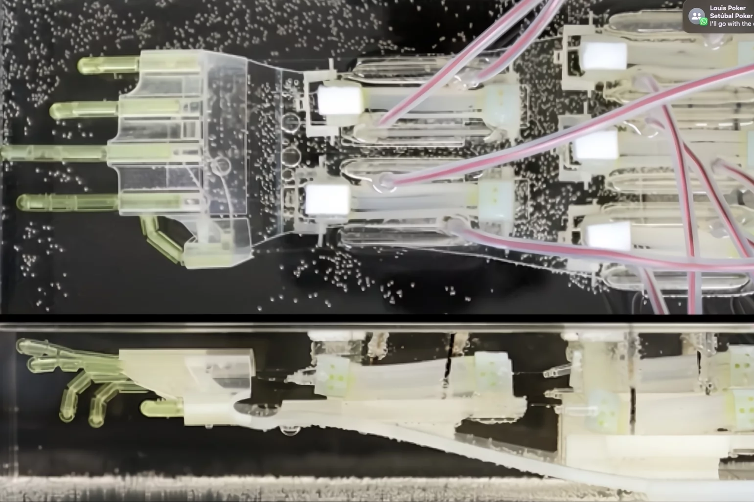 The biohybrid hand was floated in a liquid to reduce friction and allow the joints to float back to their original shape after electrical stimulation