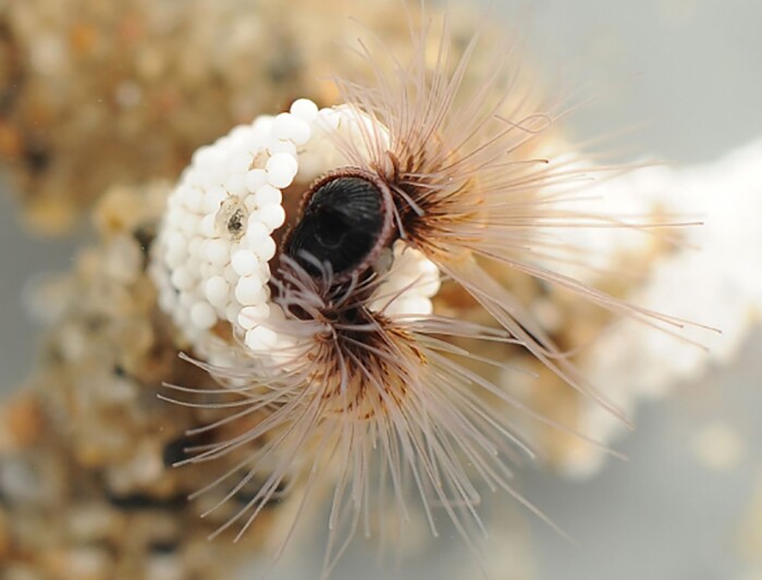Sandcastle worms inspire strong, fast-acting underwater adhesive