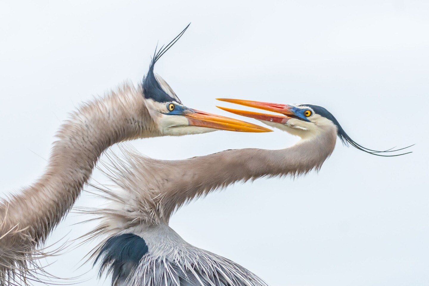 Honorable mention in the Amateur category, entitled, Great Blue Herons, freezes the love-dance of two herons in the Wakodahatchee Wetlands of Florida
