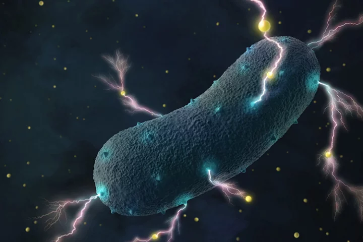 An artist's rendition of Listeria bacteria, which have been found to produce electricity