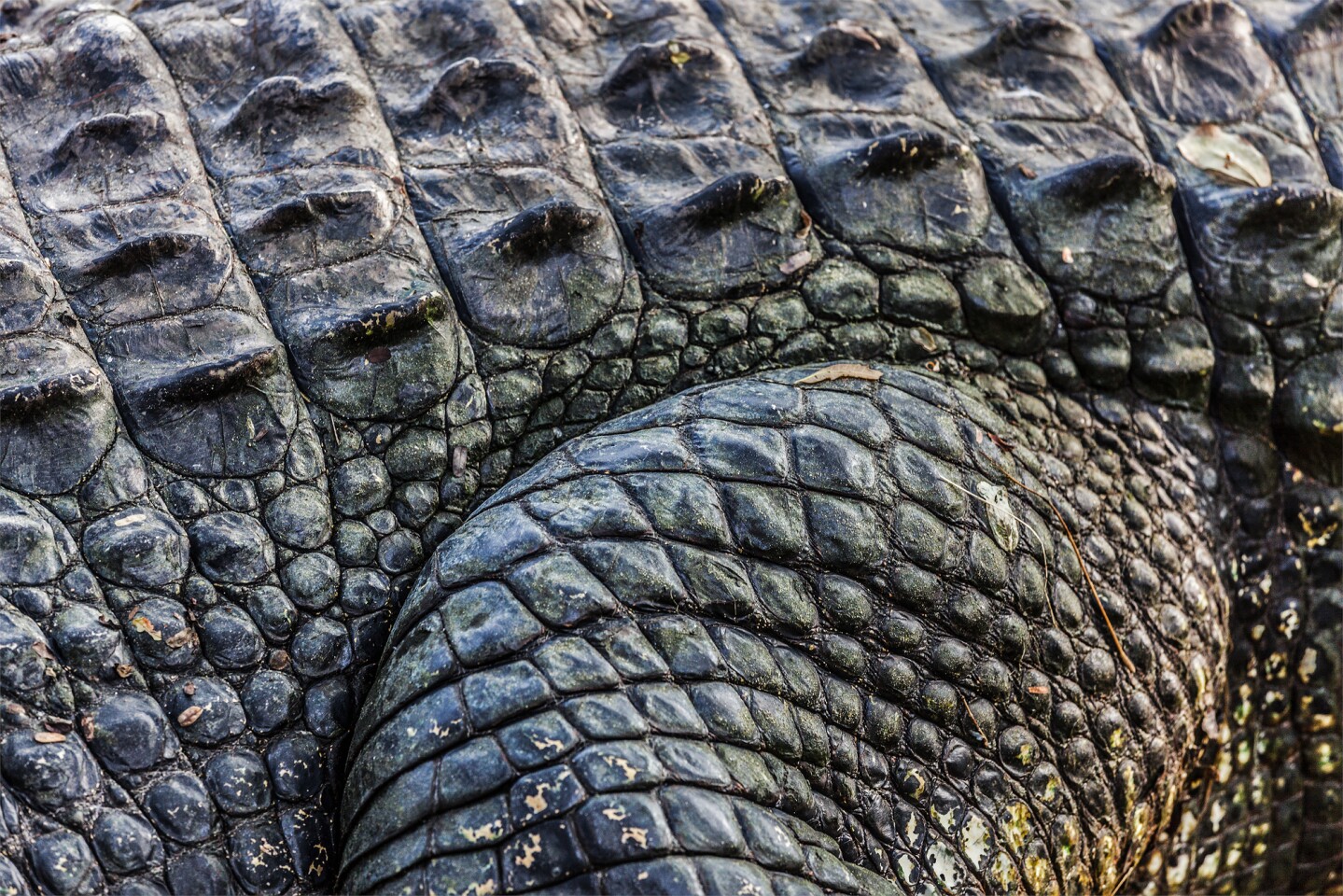 The oldest known fossil skin samples resemble modern crocodile skin, the team says