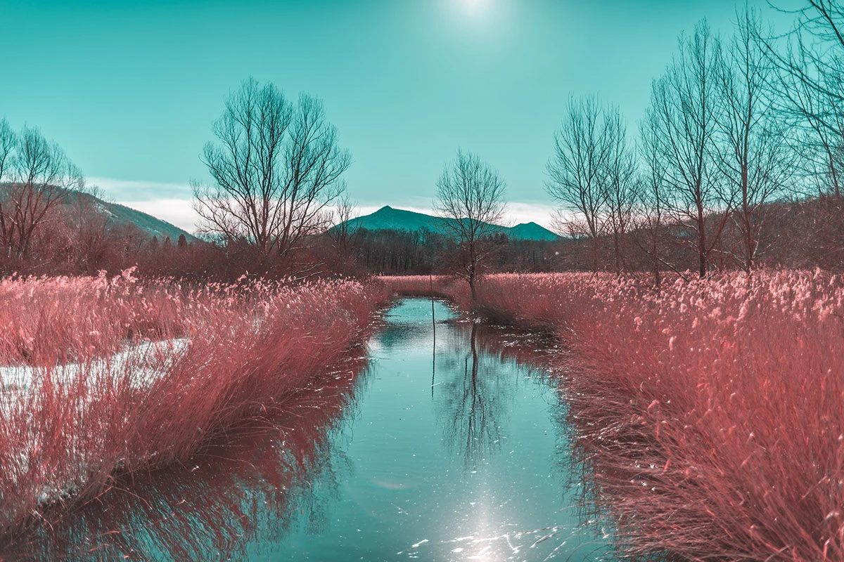 Paolo Pettigiani's series I R documents his early experiments with infrared photography playing with pink plants against a snowy landscape