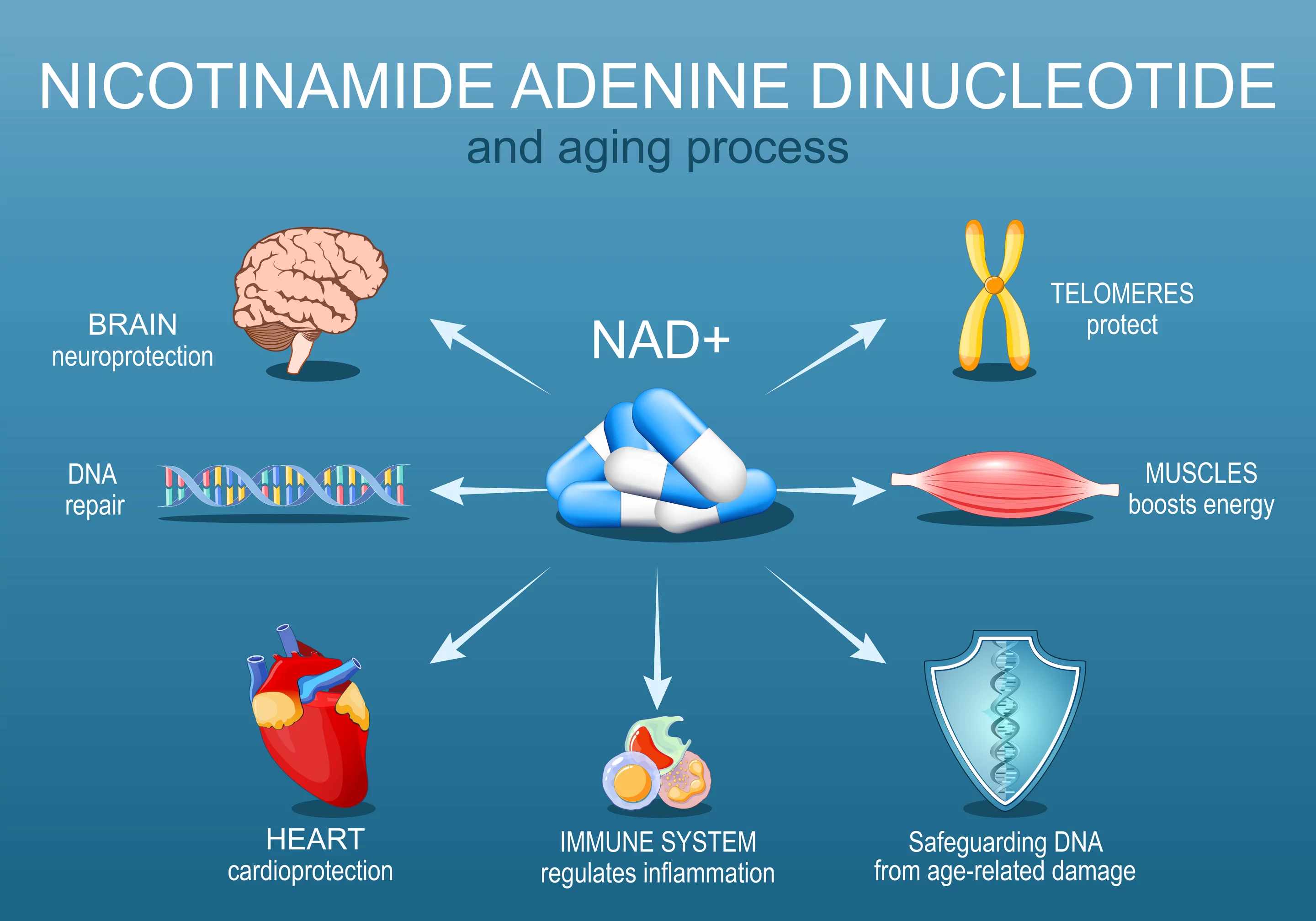 NAD+ plays a pivotal role in cellular metabolism and healthy aging