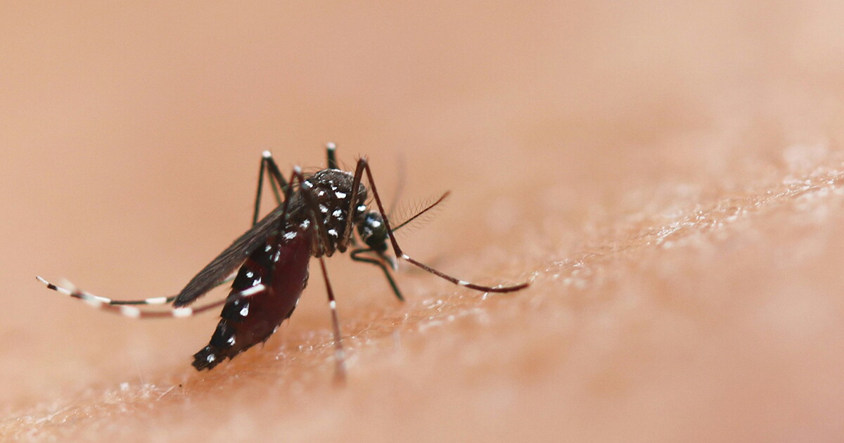 Scientists genetically engineer a lethal mosquito STD to combat malaria