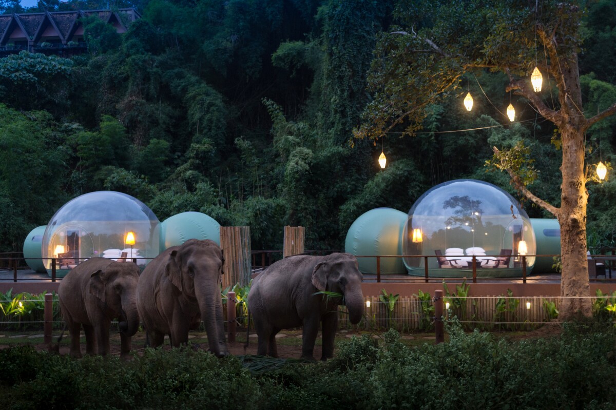 The Jungle Bubbles measure 22 sq m (236 sq ft) each