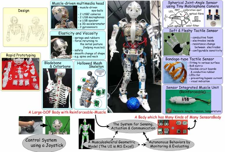 Kotaro, a musculoskeletal robot built at the University of Tokyo's JSK Lab in 2005