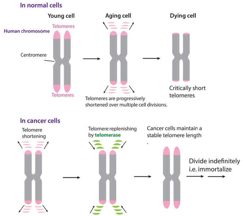A diagram explaining how telomeres work