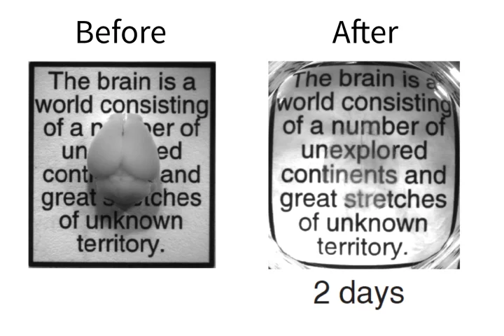 Now you see it, now you don't – an intact adult mouse brain before and after the two-day CLARITY process (Photo: Deisseroth lab)