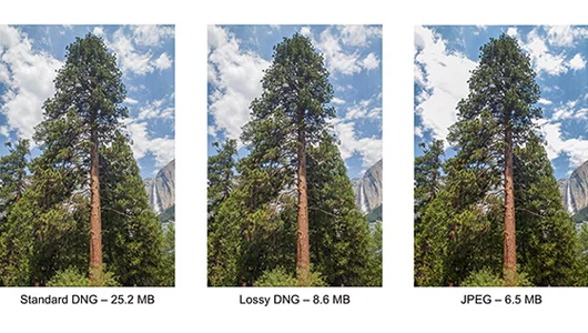 Adobe has introduced lossy compression to the DNG specification because of the gulf between the size of RAW and JPEG files