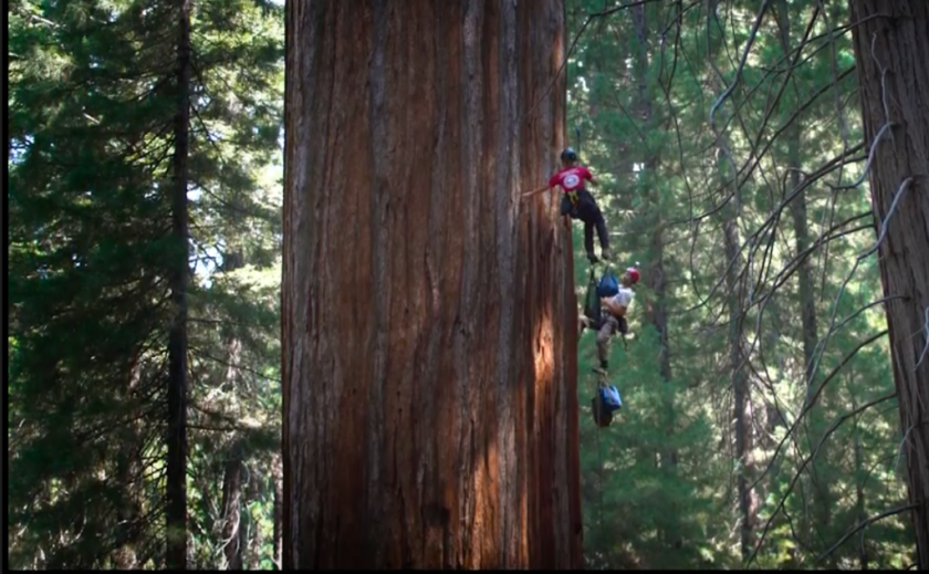 Until now, ecologists would manually survey the trees by rigging up ropes and harnesses and climbing them one by one