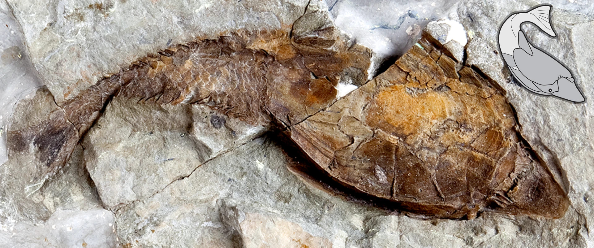 A fossil heterostracan, whose puzzling skeleton has finally been identified as the oldest example of bone in the fossil record