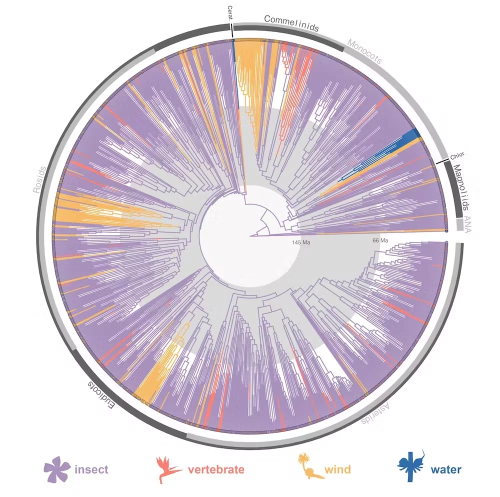 An intricate phylogenic tree tracks the ancestral root of pollination, showing the dominance of insects