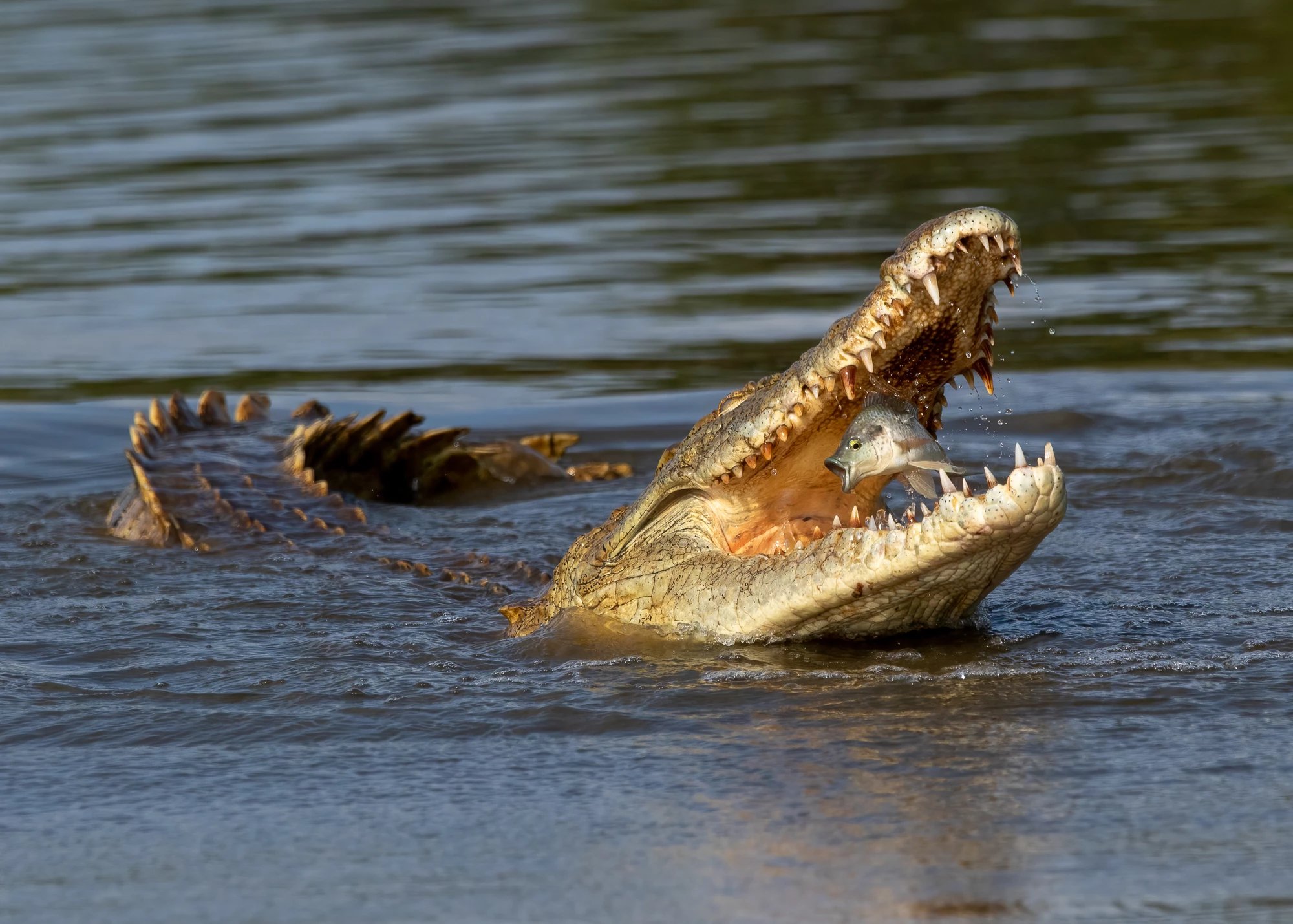 Nature TTL Photographer of the Year. A fish is snapped up by a crocodile in South Africa