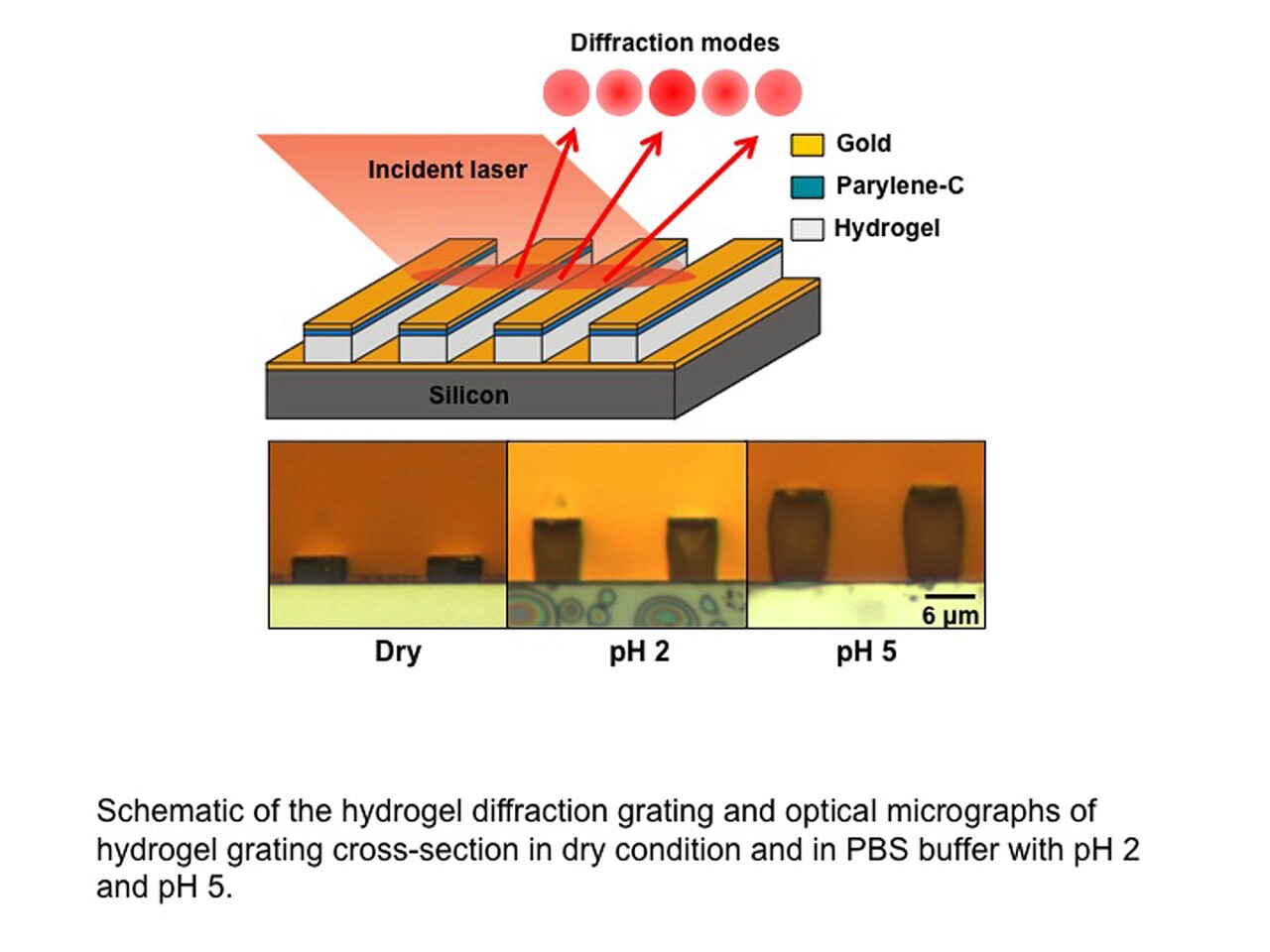 Hydrogel used to create precise new biochemical sensor